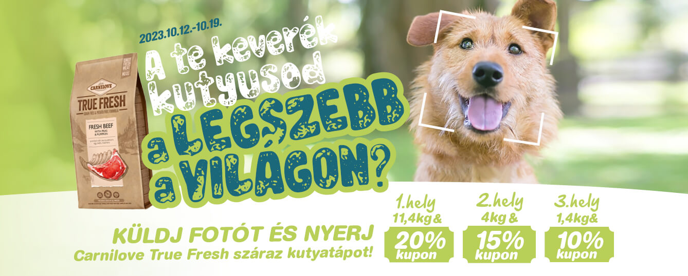 Keverék kutya fotópályázat